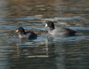 American Coots