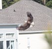 Bald Eagle in someones yard