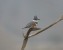 Belted Kingfisher