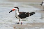 Black skimmer