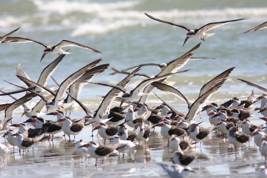 Bird Photography of Myrtle Beach South Carolina