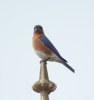 Bluebird