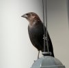 Brown Headed Cowbird