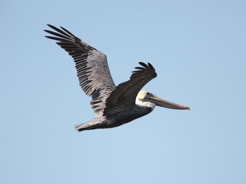 Bird Photography of Myrtle Beach South Carolina