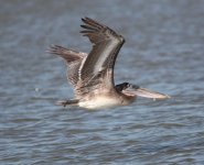 Brown Pelican