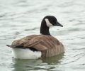 Canadian Goose