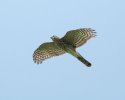 Cooper's Hawk in flight