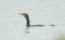 Double-Crested Cormorant