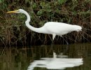 Great Egret
