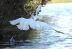 Great Egret in flight