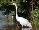 Great Egret