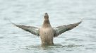 Female Mallard
