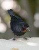 Finch