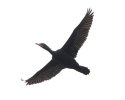 Great Cormoran in flight