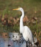Great Egret