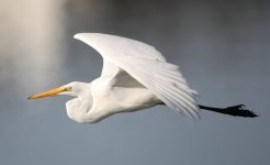 Great Egret
