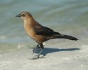 Great Tailed Grackle