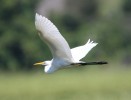 Great Egret in flight