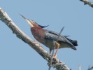 Green Heron