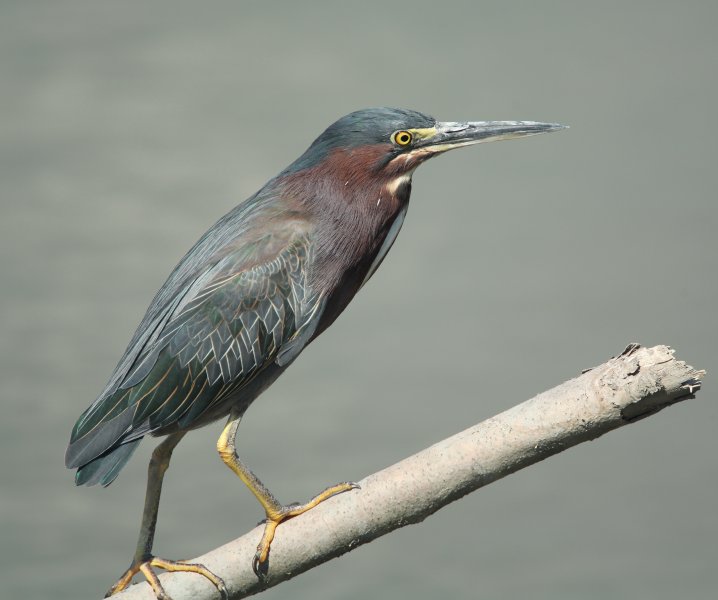 Bird Photography of Myrtle Beach South Carolina