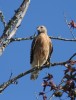 Red-sholdered Hawk