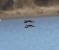 Hooded Merganser