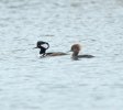 Hooded Mergansers