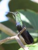 Humming Bird