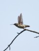 Humming Bird