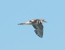 Killdeer in flight