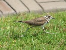 Killdeer