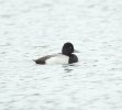 Lesser Scaup