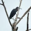 Little Blue Heron
