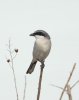 Loggerhead Shrike