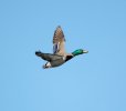 Mallard in flight