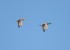 Mallards in flight