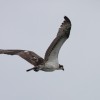 Osprey in flight