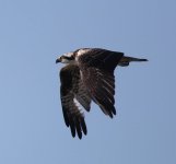 Osprey