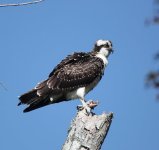 Osprey