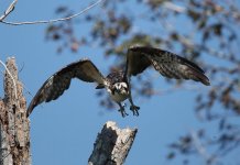 Osprey