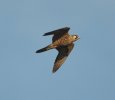 Peregrine Falcon