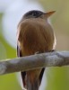 Pewee