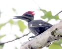 Pileated Woodpecker