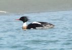 Red-breasted Merganser