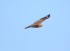 Red-shouldered Hawk
