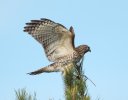 Red-Tailed Hawk