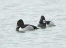 Ring-Necked Duck