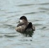 Ruddy Duck