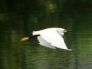Snowy Egret