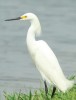 Snowy Egret